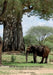 Bror Blixen in Tanganyika: Big Game and Volcanoes by Poul Bæk Pedersen