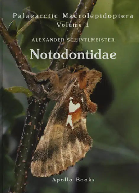 Notodontidae by Alexander Schintlmeister