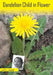 Dandelion Child in Flower: An Autobiography by Inger Franck
