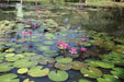 Gardens of Sri Lanka by Senake Bandaranayake