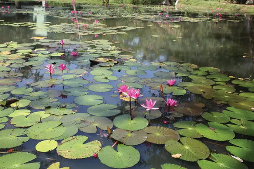 Gardens of Sri Lanka by Senake Bandaranayake