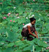 The Lotus Flower: A Textile Hidden in the Water by Sergio Loro Piana
