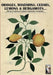 Oranges, mandarins, cedars, lemons & bergamots..: Artistic engravings of Ferrari, Aldrovrandi, Volckhamer... by Luca Stefano Cristini