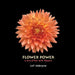 Flower Power: a love affair with flowers by Leif Södergren