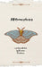 Metamorphosis by Breanna Troutman