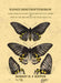 Icones Ornithopterorum A Monograph Of The Papilionine Tribe Troides Of Hubner Or Ornithoptera Of Boisduval by Robert H. F. Rippon