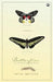 Butterflies On The Roof Of The World by Peter Smetacek