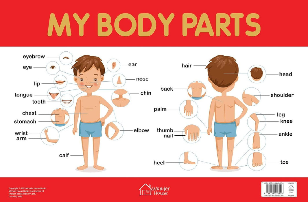 My Body Parts Chart by Wonder House Books
