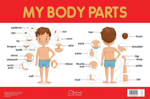 My Body Parts Chart by Wonder House Books