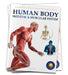 Human Body: Skeletal and Muscular System by Wonder House Books