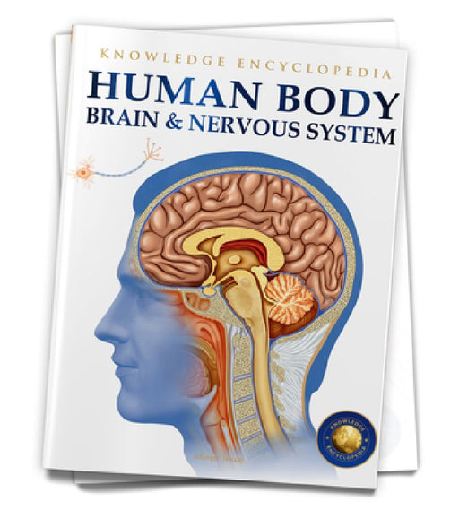 Human Body: Brain and Nervous System by Wonder House Books
