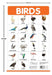 Birds by Wonder House Books