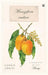 Mangifera Indica by Sopana Joshi
