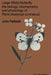 Large White Butterfly: The Biology, Biochemistry and Physiology of Pieris Brassicae (Linnaeus) by J. Feltwell