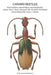 Carabid Beetles: Their Evolution, Natural History, and Classification by T. L. Erwin