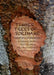 Timber Trees of Suriname by Chequita R. Bhikhi