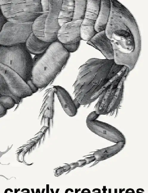 Crawly Creatures: Depiction and Appreciation of Insects and Other Critters in Art and Science by Hans Mulder