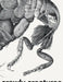 Crawly Creatures: Depiction and Appreciation of Insects and Other Critters in Art and Science by Hans Mulder