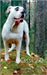 Cissi 2.0: Amerikanbulldoggi by Heikkilä, Eija