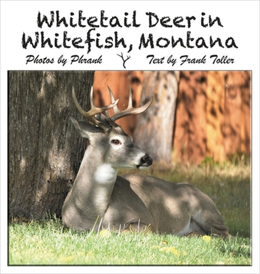Whitetail Deer in Whitefish, Montana by Frank Toller, Phrank