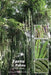 Ferns of Palau: A Field Guide by Ann Hillmann Kitalong