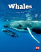 Whales Level 24 X6
