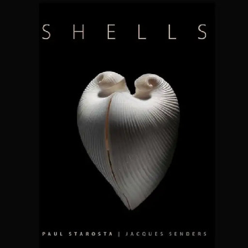 Shells by Paolo Portoghesi