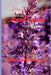 How to Grow Catmint Flower for Beginners: The Ultimate Beginner's Guide to Growing, Caring for, and Harvesting Stunning Catmint at Home and garden by Melvins M. Adams