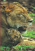 B'ajlom ii Nkotz'i'j Publications' Luo Phrasebook: Ideal for Traveling to Kenya and Tanzania by Sandra Chigüela, Mateo G. R.