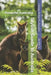 Stylish Guide to Australia: Panache Australia by Gregg Roberts-Aguirre