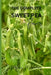 How to grow sweet peas flower for beginners: The Ultimate Beginner's Guide to Growing, Caring for, and Harvesting sweet peas at Home and garden by Melvins M. Adams