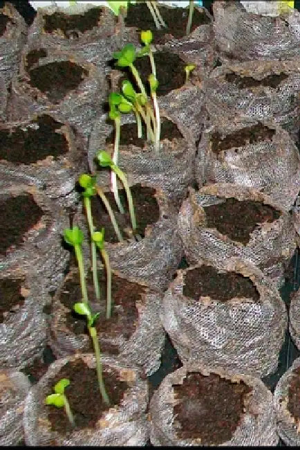 The Permaculture Handbook: Simple Steps to Design Your Sustainable Garden Oasis by Ramon Glyde