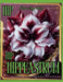 Hip Hip Hippeastrum! Encyklopedia ze zwartnicami (amarylisami) od A do Y do kolorowania: książka botaniczna by Bella Mary Wood