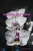 Orchids and Sand by Robert Reynolds