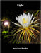 Light by Ineta Love Wonder