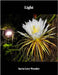 Light by Ineta Love Wonder