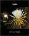 Light by Wonder, Ineta Love