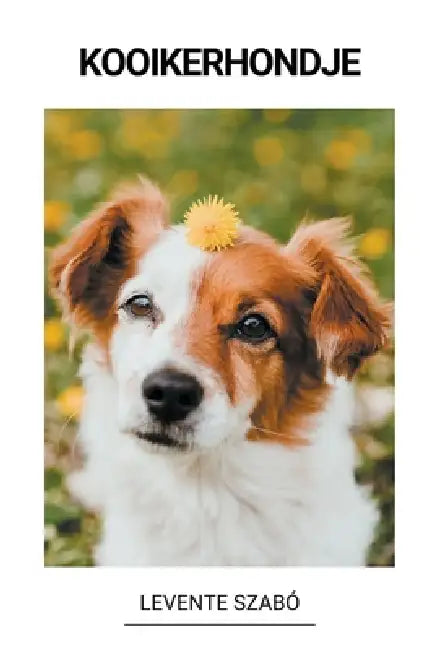 Kooikerhondje by Levente Szabó