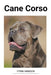 Cane Corso by Fynn Hansen