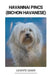 Havannai Pincs (Bichon Havanese) by Levente Szabó