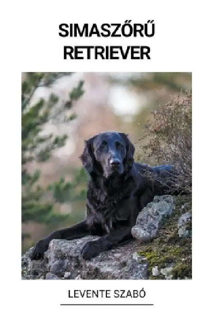 Simaszőrű Retriever by Levente Szabó