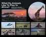 What Do Animals Like To Play in Africa by Susan Hennessy