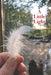 A Little Light: Poems by Coleman Glenn
