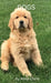 Dogs by Anna Claire