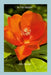 In the Garden by Anne Harlan, Anne Harlan