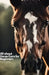 All about Horse Care for Beginners: Step by Step All You Need to Know about Horse and How You Take Care of It by Patricia Brown