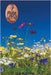 Wildflower Seeds by Warner, R. D.