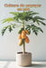 Culture du papayer en pot: Guide complet étape par étape pour cultiver des papayes chez soi ou en appartement: de la plantation à la récolte (fruits) by Svitana