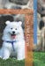 The Pet Gaze: Low-Angle Portraits of Cats, Dogs & Home Companions. by Catherine Bohemier, Paul Parent