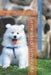 La mirada de la mascota: Retratos de gatos, perros y compañeros del hogar desde ángulos bajos by Paul Parent, Catherine Bohemier